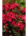 Рододендрон Енкор Отм Фаєр|Rhododendron (AJ) Encore® Autumn Fire|Рододендрон Енкор Отм Фаер